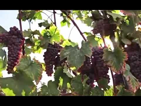 The History of Georgian wine • ღვინის “მშობელი”  ს ა ქ ა რ თ ვ ე ლ ო!